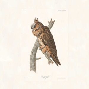 Audubon 383 Long-Eared Owl