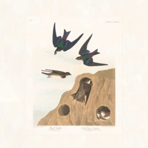 Audubon 385 Bank Swallow