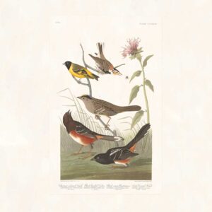 Audubon 394 Chestnut-coloured Finch