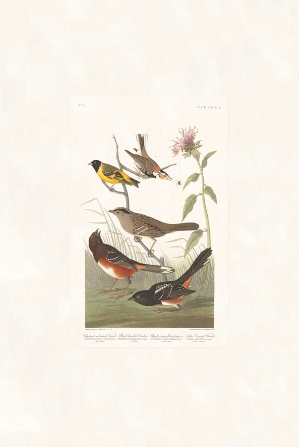 Audubon 394 Chestnut-coloured Finch