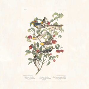 Audubon 395 Audubons Warbler
