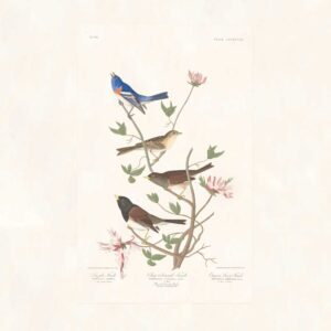Audubon 398 Lazuli Finch