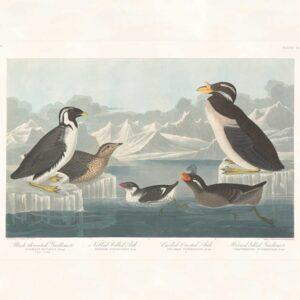Audubon 402 Black-throated Guillemot