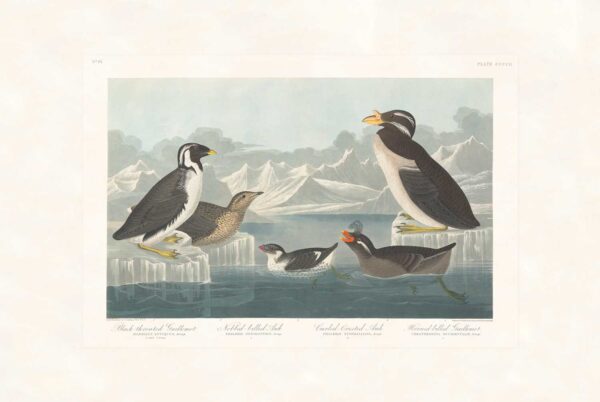 Audubon 402 Black-throated Guillemot