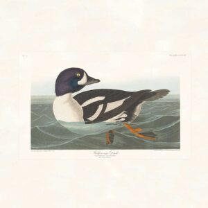 Audubon 403 Golden-eye Duck