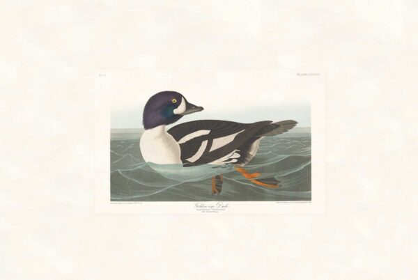 Audubon 403 Golden-eye Duck