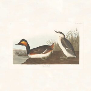 Audubon 404 Eared Grebe