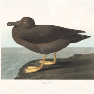 Audubon 407 Dusky Albatros