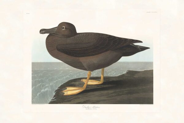 Audubon 407 Dusky Albatros