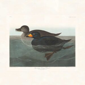 Audubon 408 American Scoter Duck