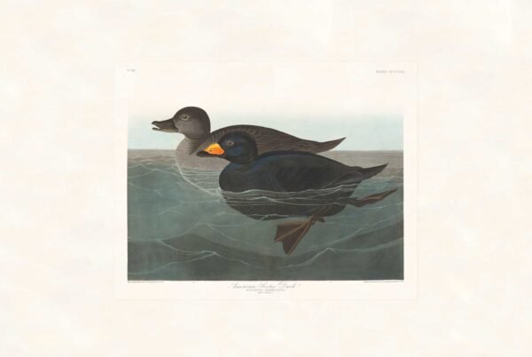 Audubon 408 American Scoter Duck