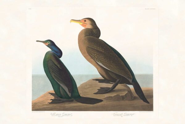 Audubon 412 Violet-green Cormerant