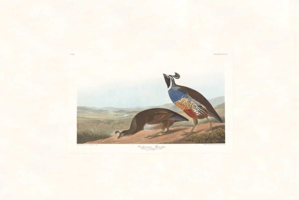 Audubon 413 Californian Partridge
