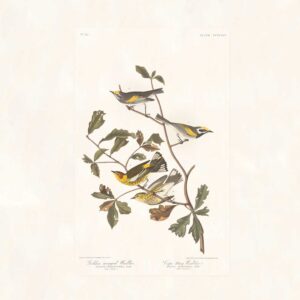 Audubon 414 Golden-winged Warbler