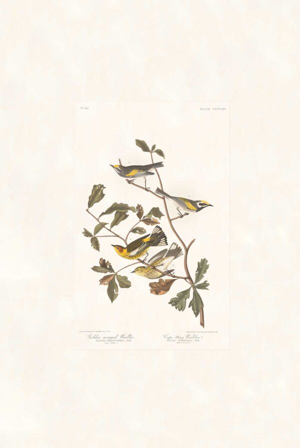 Audubon 414 Golden-winged Warbler