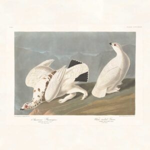 Audubon 418 American Ptarmigan, White-tailed Grous
