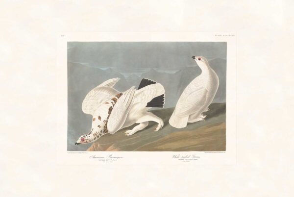 Audubon 418 American Ptarmigan, White-tailed Grous