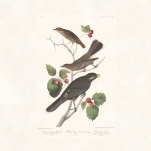 Audubon 419 Little Tawny Thrush, Ptiliogony's Townsendi, Canada Jay
