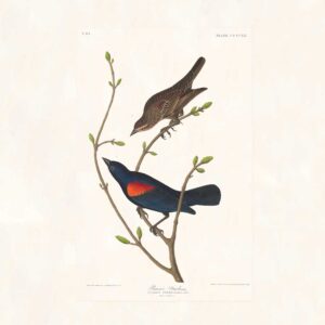 Audubon 420 Prairie Starling