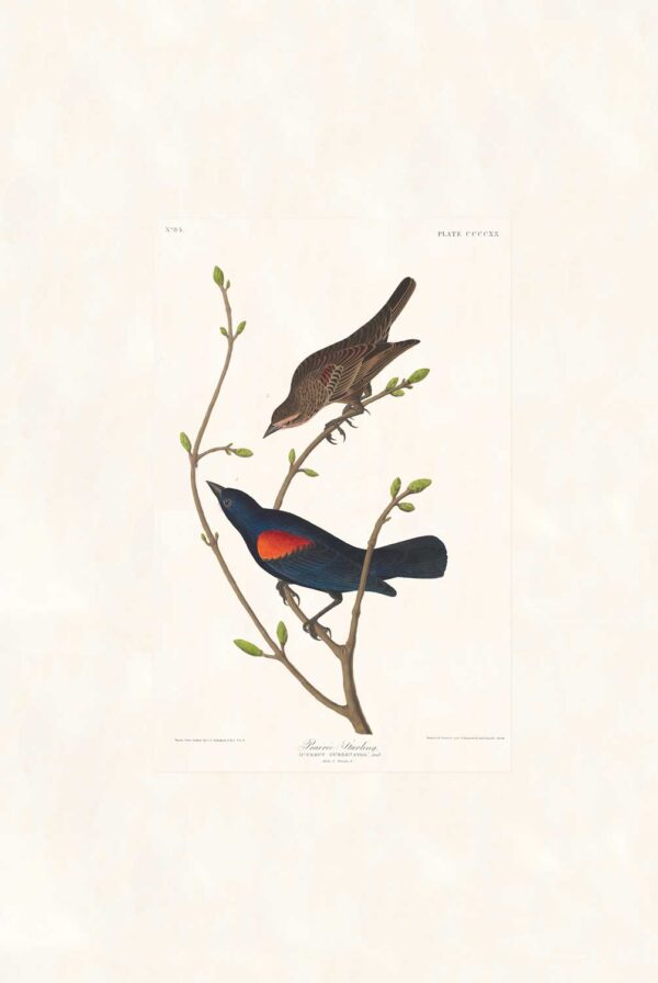 Audubon 420 Prairie Starling