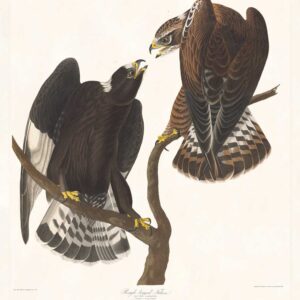 Audubon 422 Rough-legged Falcon