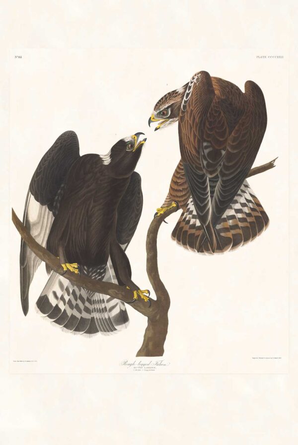 Audubon 422 Rough-legged Falcon