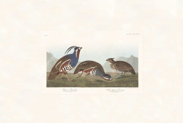 Audubon 423 Plumed Partridge, Thick-legged Partridge