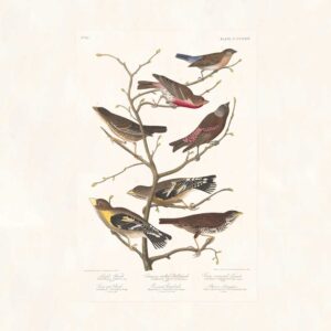 Audubon 424 Lazuli Finch, Crimson-necked Bull Finch, et al