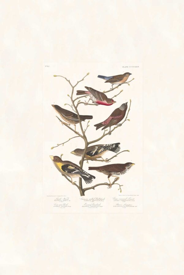 Audubon 424 Lazuli Finch, Crimson-necked Bull Finch, et al