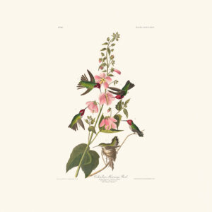 Audubon 425 Columbian Humming Bird