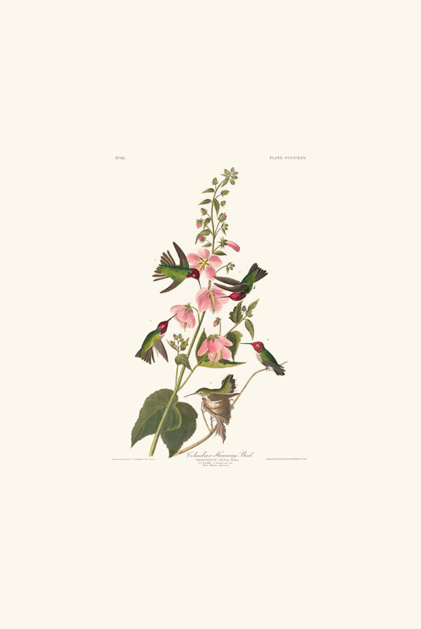 Audubon 425 Columbian Humming Bird
