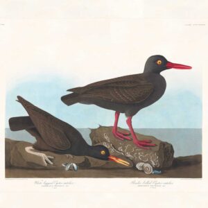 Audubon 427 White-legged Oyster Catcher. Slender-billed Oyster Catcher