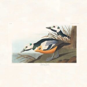 Audubon 429 Western Duck