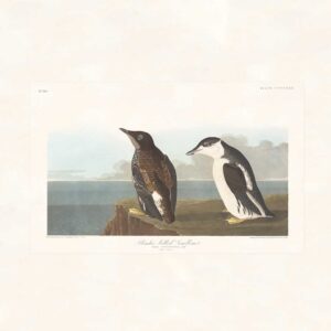 Audubon 430 Slender-billed Guillemot