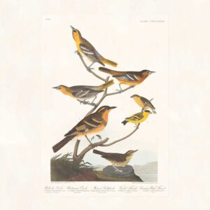 Audubon 433 Bullock's Oriole. Baltimore Oriole. Mexican Goldfinch. Varied Thrush.