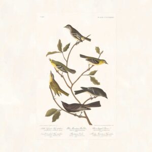 Audubon 434 Little Tyrant Flycatcher