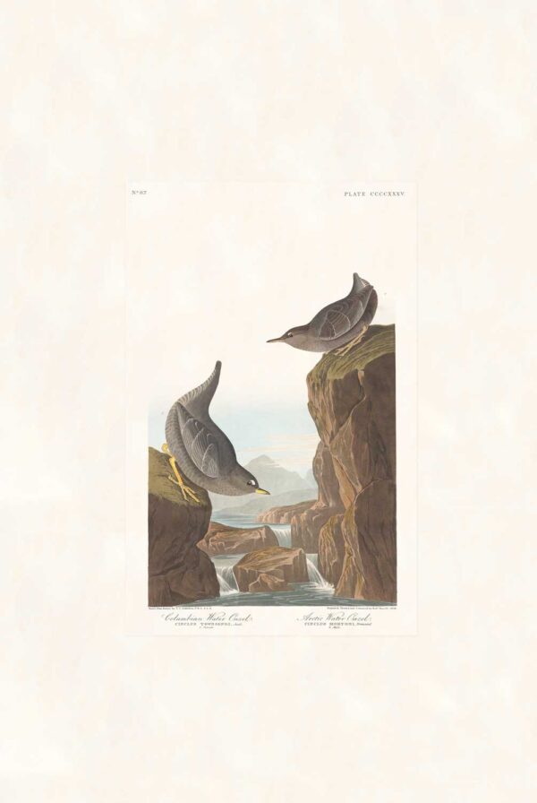 Audubon 435 Columbian Water Ouzel. Arctic Water Ouzel.