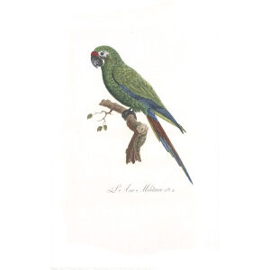 Levaillant - Histoire naturelle des Perroquets - L'Ara Militaire.