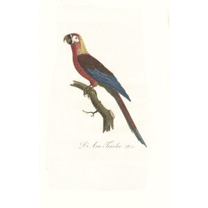 Levaillant - Perroquets - L'Ara Tricolor. François Levaillant and Jacques Barraband collaborated on the world’s best-known natural history work