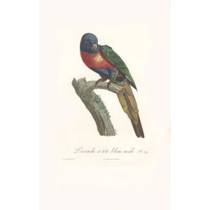 Levaillant - Perroquets Vol 1-25 - Perruche à tête bleue (mâle). François Levaillant and Jacques Barraband collaborated on the world’s best-known natural history work