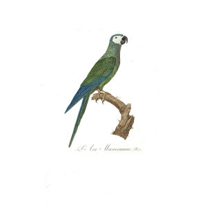Levaillant - Histoire naturelle des Perroquets - L'Ara Macavouanne.