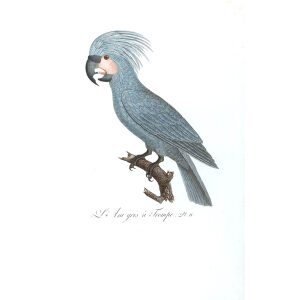 Levaillant - Histoire naturelle des Perroquets - L'Ara gris à Trompe.