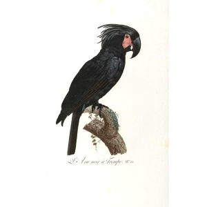 Levaillant - Histoire naturelle des Perroquets - L'Ara noir a Trompe.