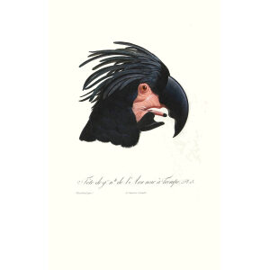 Levaillant - Perroquets - Tête del Ara noir à Trompe.