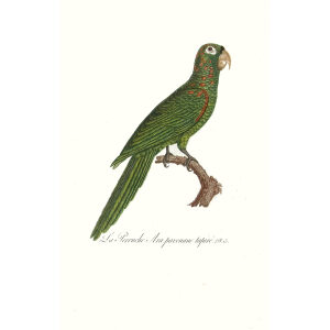 Levaillant - Perroquets - Perruche Ara pavouane tapiré. François Levaillant and Jacques Barraband collaborated on the world’s best-known natural history work
