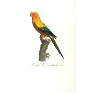 Levaillant - Perroquets - Perruche Ara. Guarouba mâle.