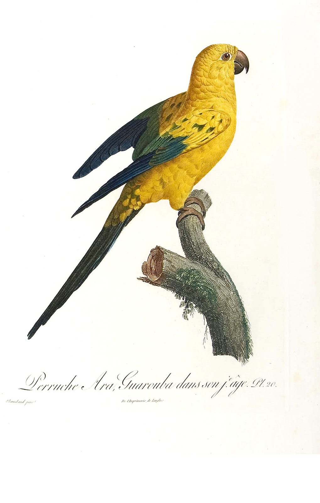 Levaillant - Perroquets - Perruche Ara. Guarouba dans son jeune âge.