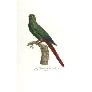 Levaillant - Perroquets - Perruche Emeraude.