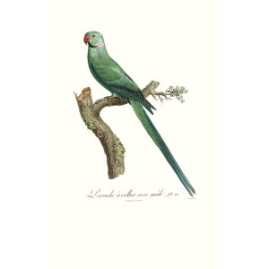 Levaillant - Perroquets - Perruche à rose (mâle). François Levaillant and Jacques Barraband collaborated on the world’s best-known natural history work