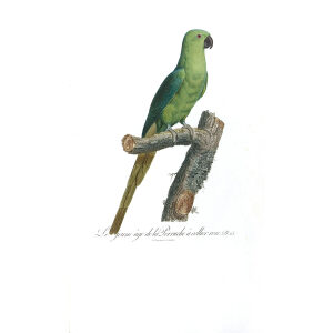 Levaillant - Perroquets - Le Jeune âge de la Perruche à collier rose (mâle). François Levaillant and Jacques Barraband collaborated on the world’s best-known natural history work